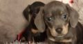 Miniature dachshund puppies