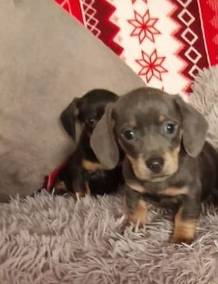 Miniature dachshund puppies