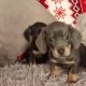 Miniature dachshund puppies