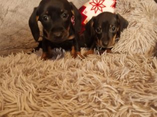 Miniature dachshund puppies