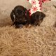 Miniature dachshund puppies