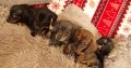 Miniature dachshund puppies