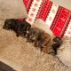 Miniature dachshund puppies