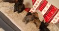 Miniature dachshund puppies