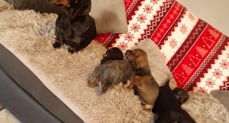 Miniature dachshund puppies