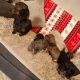 Miniature dachshund puppies