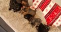 Miniature dachshund puppies