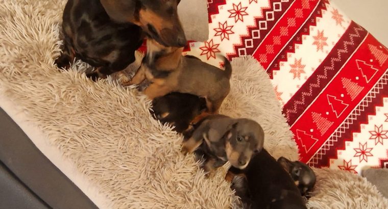 Miniature dachshund puppies