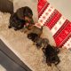 Miniature dachshund puppies