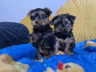 Beautiful yorkie male pups