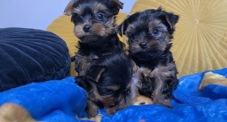 Beautiful yorkie male pups