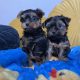 Beautiful yorkie male pups