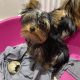 Beautiful yorkie male pups