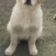 Golden Retriever Female Pup