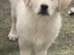 Pure Bred Golden Retriever Pup