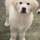 Golden Retriever Female Pup