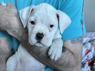 Boxerbull puppies