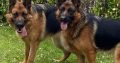 2 German shepherds for sale