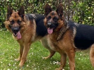 2 German shepherds for sale