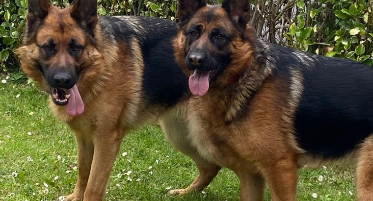 2 German shepherds for sale