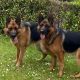 2 German shepherds for sale