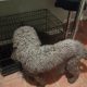 IK reg pure bred standard poodle