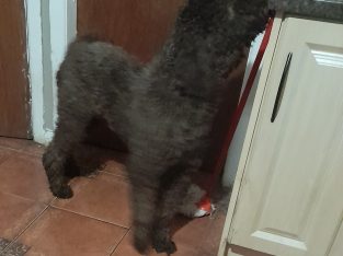 IK reg pure bred standard poodle