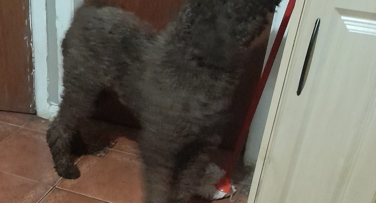 IK reg pure bred standard poodle