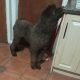 IK reg pure bred standard poodle