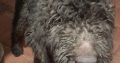 IK reg pure bred standard poodle