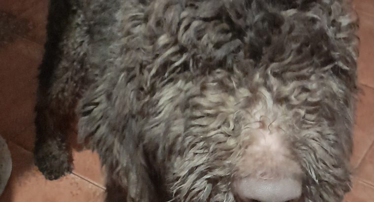 IK reg pure bred standard poodle