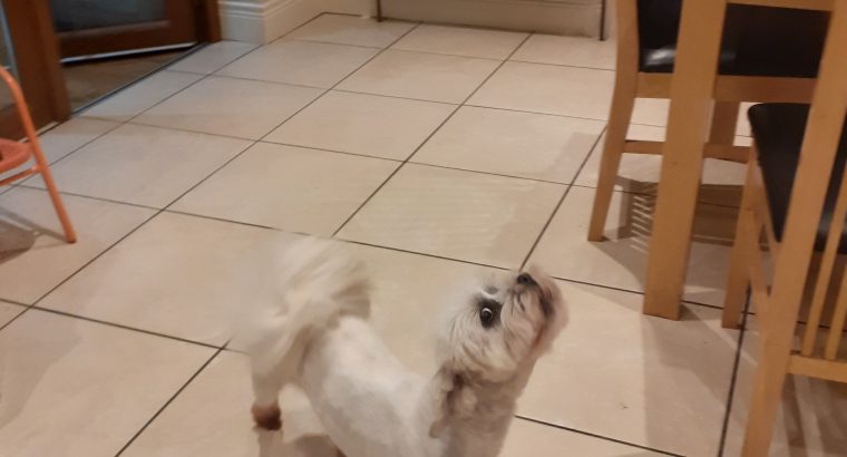 Shih Tzu – Maltese