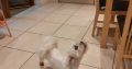 Shih Tzu-Maltese female 2 years old