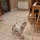 Shih Tzu-Maltese female 2 years old