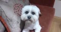 Shih Tzu – Maltese