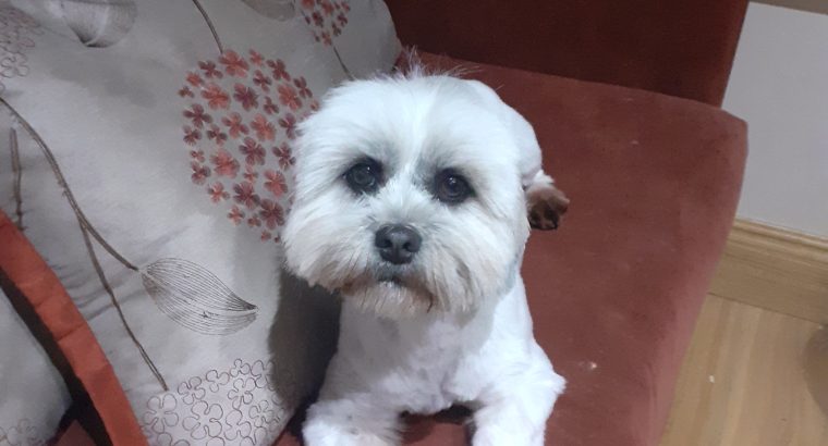 Shih Tzu-Maltese female 2 years old