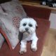 Shih Tzu-Maltese female 2 years old