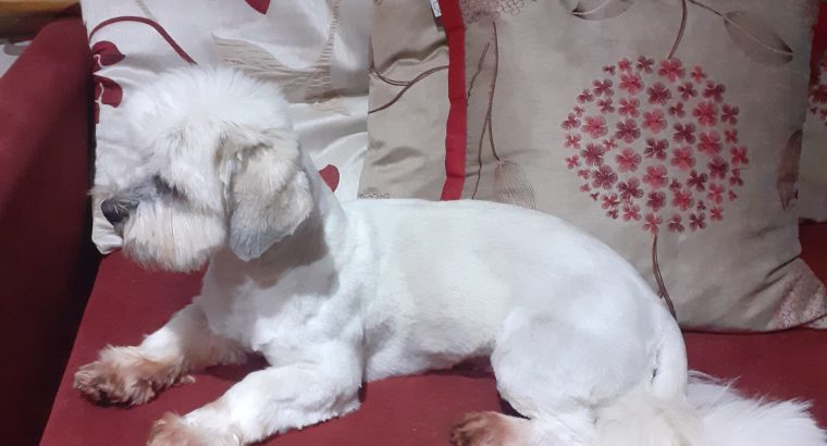 Shih Tzu-Maltese female 2 years old