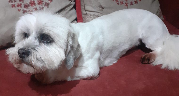 Shih Tzu – Maltese