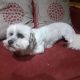 Shih Tzu – Maltese