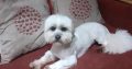 Shih Tzu – Maltese