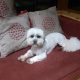 Shih Tzu-Maltese female 2 years old