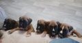 Boxer puppies