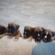 Boxer puppies