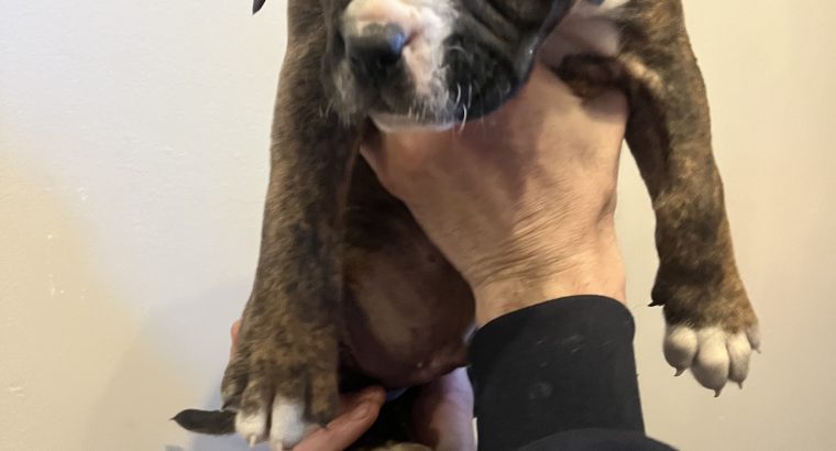 Boxerbull puppies