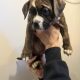 Boxerbull puppies