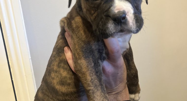 Boxerbull puppies