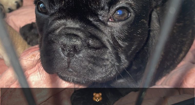 💌Stunningly unique French Bulldog puppies💌