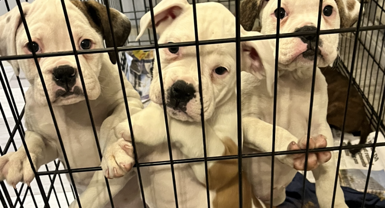 Boxerbull puppies