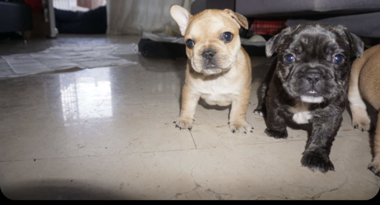 💌Stunningly unique French Bulldog puppies💌